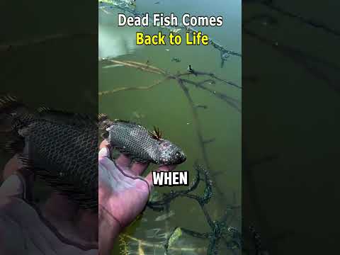 Dead Fish Comes Back to Life