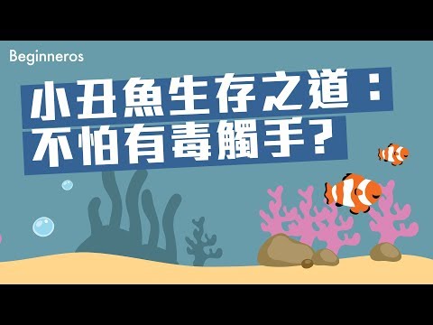 【冷知識】小丑魚生存之道：小丑魚不怕有毒觸手？｜Beginneros