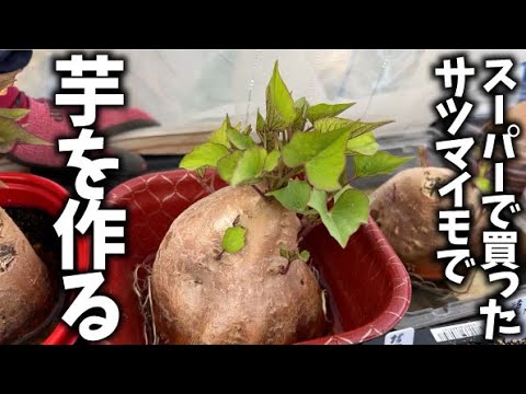 【これで無限増殖】芋からサツマイモの苗を作ります【サツマイモ】