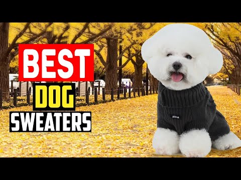 ✅Top 5 Best Dog Sweaters for Style and Comfort in 2025