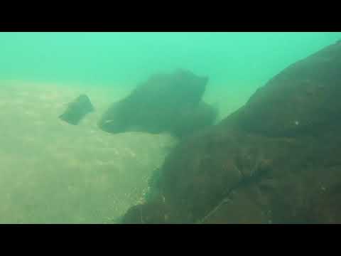 Japanese River Snorkeling