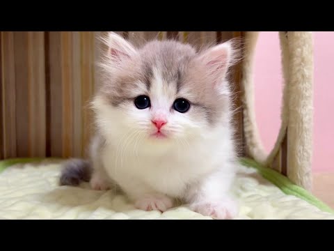 【マンチカンの子猫】子猫達は短足も長足も結局癒しな件 ～猫のいる生活Vol.1039～出産動画 マンチカン短足・ミヌエット・ペルシャ猫専門ブリーダー『ペット蔵人』【子猫の成長記録】