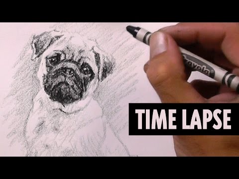 Pug Puppy Drawing with a Crayon Time Lapse