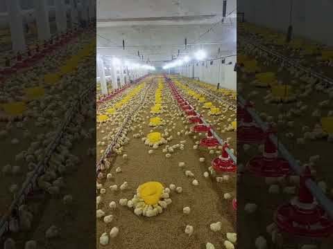 broiler chicks day #3d #henfarminginpakistan #birdslover #broilerchicks #farming #poultryfarming