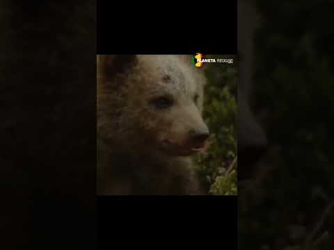 Bear Eats Amanita Muscaria Mushrooms and Starts Tripping 😂 #shorts #mushrooms #funnyanimals