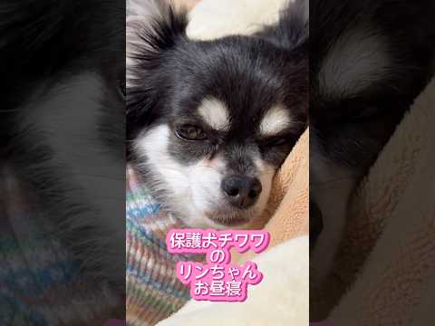 【保護犬日記Vol.9】お昼寝中のワンちゃんあるある。お目目とお鼻がピクピク☺️