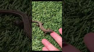 ψグラスホッパーハンターψどさくさに脱走を試みるカナヘビ🦎　Grasshopper VS Japanese lizard