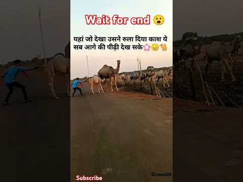 Village video 🌸🐪#camel #trendingshorts #nature #shortvideo #sadreality