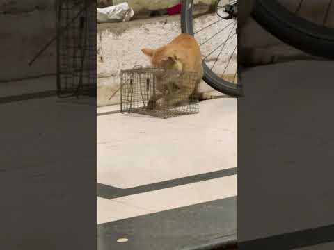 Cat 🐈 and Rat 🐀Try but no Eat #shortvideo #ytshortvideo #shorts #trending #viral #animals