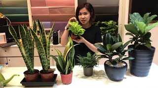 最佳室内植物 Best Indoor Plants That Cleanse The Air Naturally