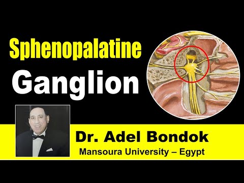 Sphenopalatine (Pterygopalatine) Ganglion, Dr Adel Bondok