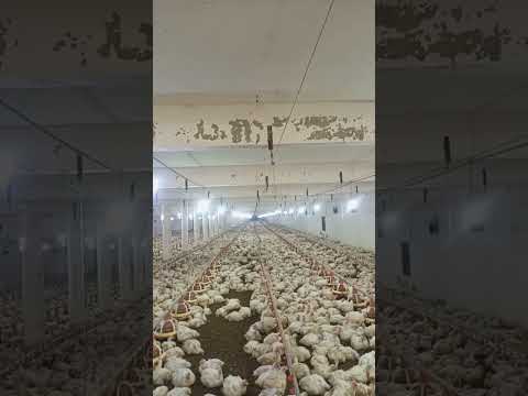 Poultry farm #babyshorts #birdslover #farming #broilerchicks #broiler #chicken