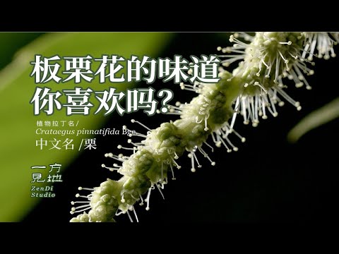 板栗花这味道你能接受吗？