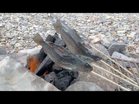 渓流で釣った魚を焚き火で焼くだけ【ASMR】