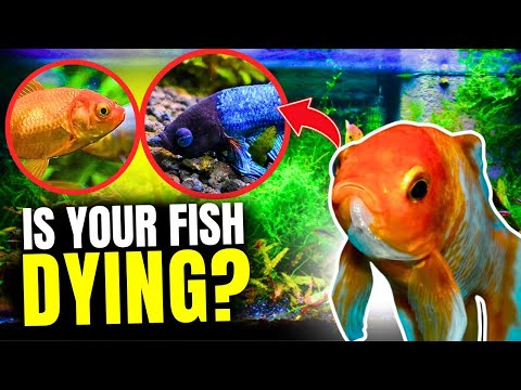 7 Signs That A Fish Is Dying...