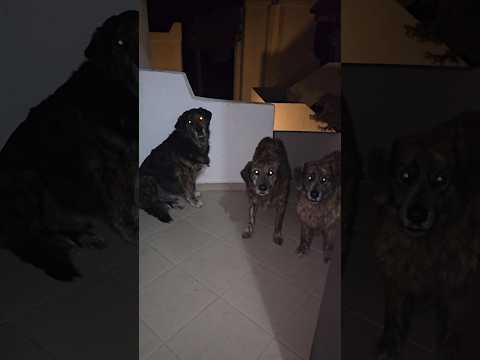 3 cute dogs who come to the door of our house at the same time every night and ask us for food.