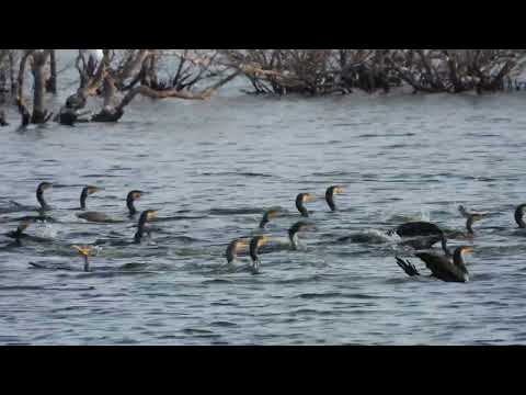 鸕鶿吃魚 Cormorants eating fish