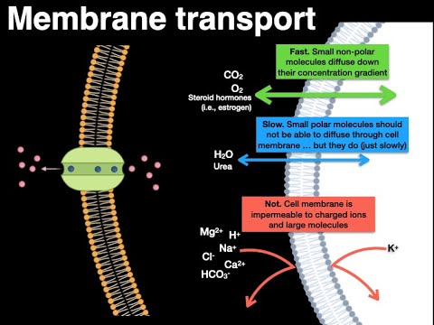 Membrane transport