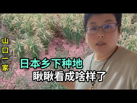 跟日本老公生活在農村，看著今年的水稻發愁，當個農民不容易啊