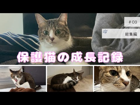 【1万名様になるまで、お疲れの猫は時々お休み中】🙏🏻‎