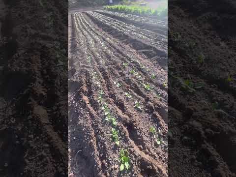 ほうれん草　除草　中耕