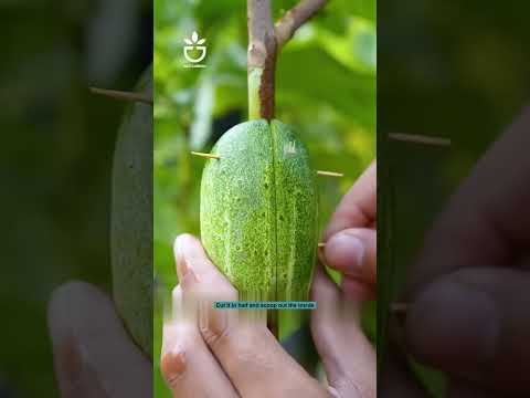 Guava cuttings #cutting #cuttingtree #garden #gardentips #gardencare #virals #foryou #tipsforyou