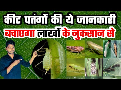 फसल के कीट पतंगों की इतनी सी जानकारी लाखों का नुकसान से बचाएगा | Insect Pest Ki Ye Jankari Lakho Ki