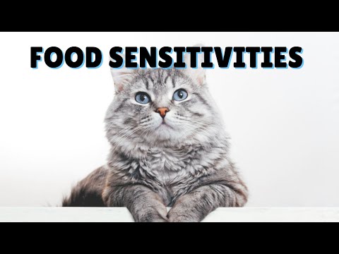 Food Sensitivity In Cats | Two Crazy Cat Ladies #shorts