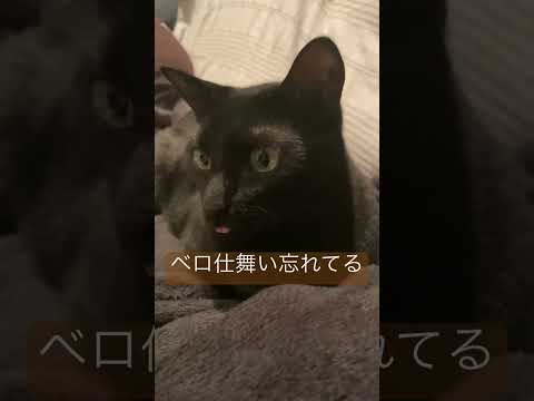 忘れてる…#ねことの暮らし  #保護猫との暮らし  #黒猫 #くろねこ