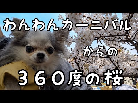 わんわんカーニバルから代々木公園の満開の桜