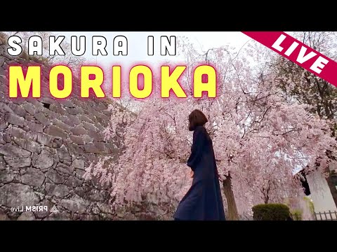 🔴LIVE | THANK YOU 14K Subscribers🥳 Enjoy beautiful Sakura in Morioka City🌸