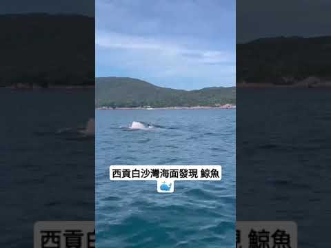 白沙灣海面發現鯨魚