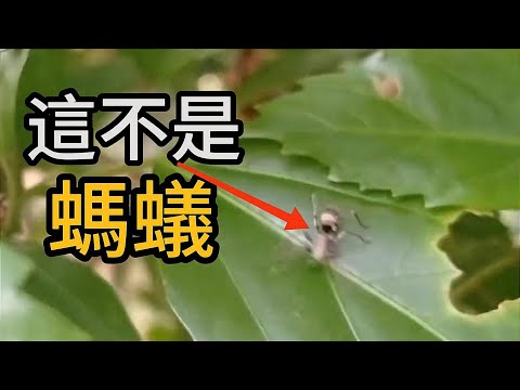 長得像螞蟻的生物竟然不是昆蟲!!!生態觀察