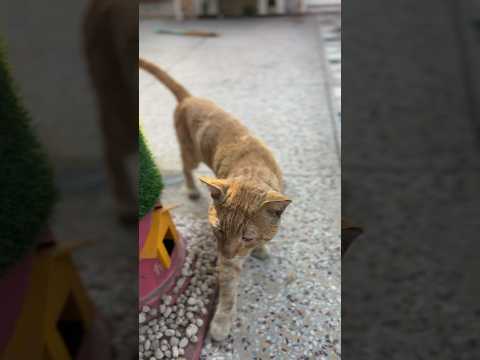 Abrar the cat entry | cat looks like tiger | #shorts #cat