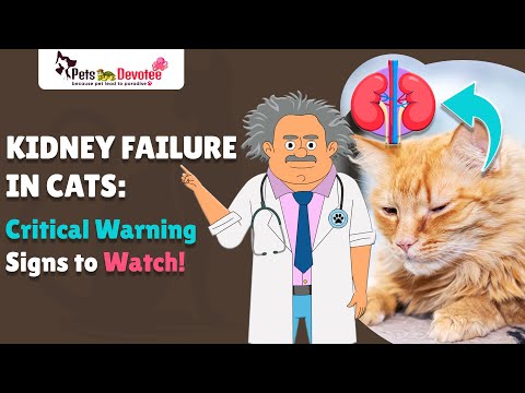 How to Care for Cats with Kidney Disease Essential Advice for Pet Owners!