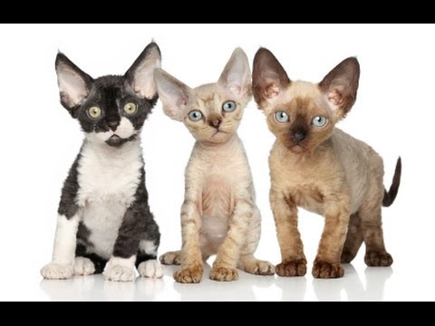 Animal Planet  : Cats 101 ~ Devon Rex