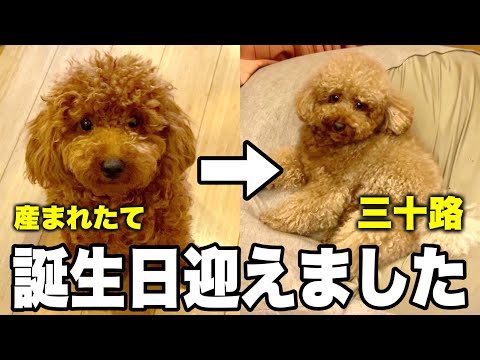 30歳の貫禄を醸し出すウチの愛犬3歳の誕生日！！