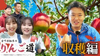 #65 【りんご娘参戦】遂に収穫！そのお味は？～宮下県知事のりんご道～ 青森県知事 宮下宗一郎