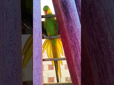 Parrot outside the window 😳#trending #parrot training #training #foryou #viralvideo #shorts