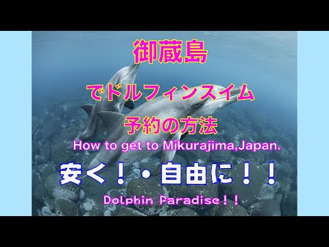 How to go on a dolphin swim at Mikurajima Island at a reasonable price by personal arrangement