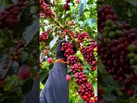 COFFEE BEAN HARVESTING AND PROCESSING PROCESS #shorts