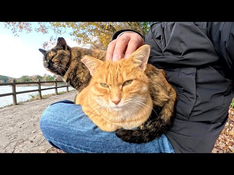 I put the stray brother and sister cats on my lap.