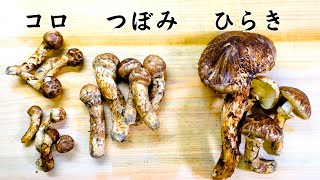 【違い解説】松茸の種類(コロ/つぼみ/ひらき)の特徴と調理方法【松茸ご飯の作り方】