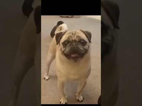 funny pug betrayal. Frank winds up Mona. adorable hilarious dogs. #wouldyourather #pug #funny