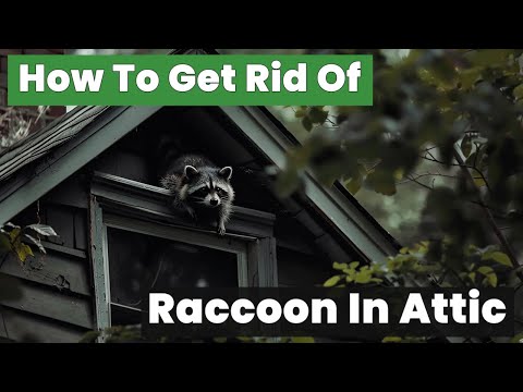 How to Get Rid of Raccoons in Your Attic Fast!