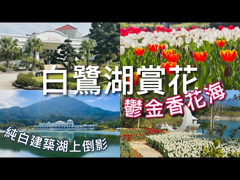 【香港好去處】大埔白鷺湖Lake House｜鬱金香花海綻放🌷/ 小白鷺餐廳Billow （附免費穿梭巴士位置）