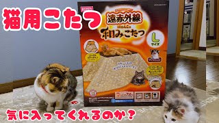 【猫用こたつ】遠赤外線にゃんこの和みこたつLサイズをレビューしてみた【ノルウェージャンフォレストキャットと三毛猫】猫