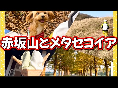 【犬連れ登山】マキノ高原〜赤坂山〜寒風⛰️✨周回コース❗️ススキが広がる関西百名山✨メタセコイア並木道でぶらり💕