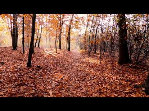 Forest in Autumn | Copyright Free Video Footage