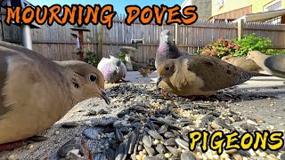 MOURNING DOVES AND PIGEONS